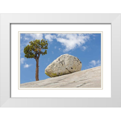 California, Yosemite NP Pine tree and boulder White Modern Wood Framed Art Print with Double Matting by Paulson, Don