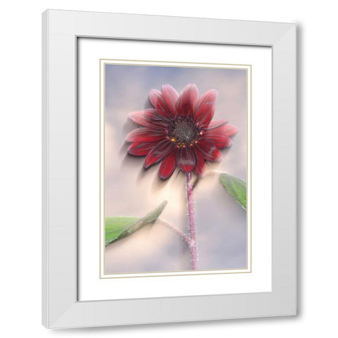 Hybrid sunflower blowing in the wind White Modern Wood Framed Art Print with Double Matting by Talbot Frank, Christopher