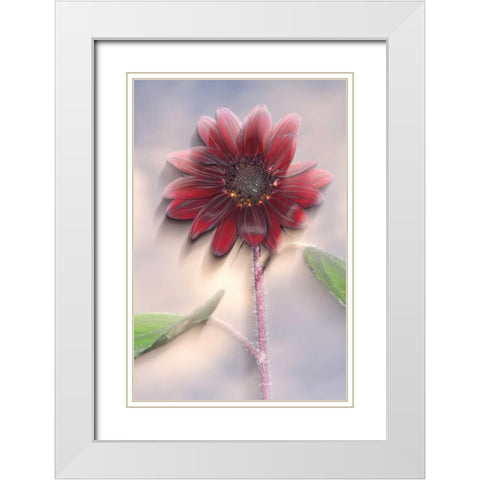 Hybrid sunflower blowing in the wind White Modern Wood Framed Art Print with Double Matting by Talbot Frank, Christopher