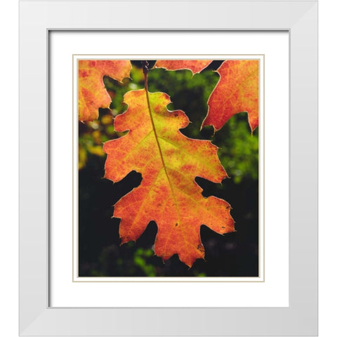 CA, An Oak Leaf in Six Rivers National Forrest White Modern Wood Framed Art Print with Double Matting by Talbot Frank, Christopher