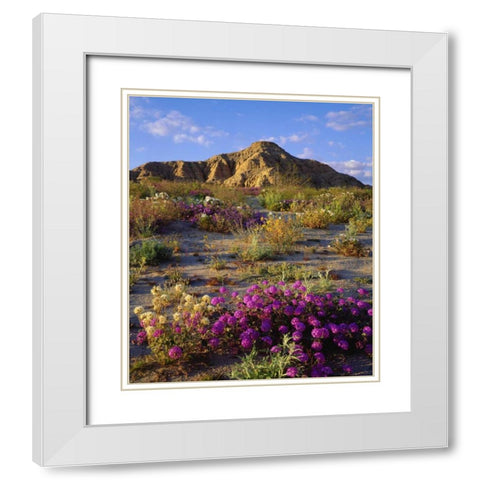 California, Anza-Borrego A mix of flowers White Modern Wood Framed Art Print with Double Matting by Talbot Frank, Christopher