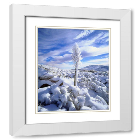 California, Anza-Borrego A snow covered yucca White Modern Wood Framed Art Print with Double Matting by Talbot Frank, Christopher