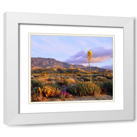 California, Anza-Borrego Desert SP Agave flowers White Modern Wood Framed Art Print with Double Matting by Talbot Frank, Christopher