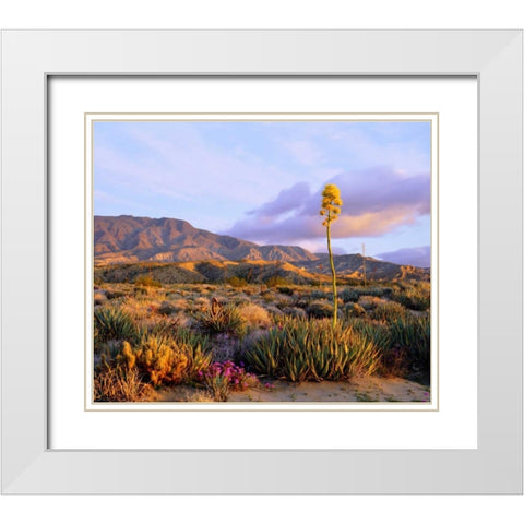 California, Anza-Borrego Desert SP Agave flowers White Modern Wood Framed Art Print with Double Matting by Talbot Frank, Christopher