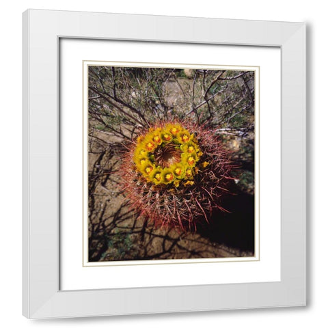 California, Anza-Borrego Barrel Cactus flowers White Modern Wood Framed Art Print with Double Matting by Talbot Frank, Christopher