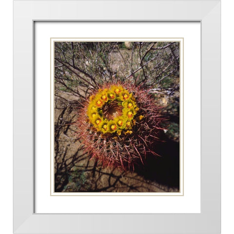 California, Anza-Borrego Barrel Cactus flowers White Modern Wood Framed Art Print with Double Matting by Talbot Frank, Christopher