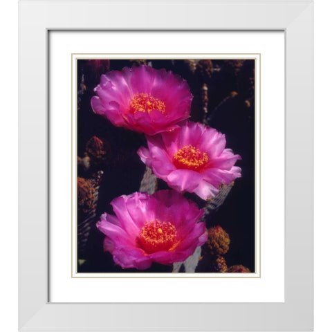 California, Anza-Borrego Desert Beavertail Cacti White Modern Wood Framed Art Print with Double Matting by Talbot Frank, Christopher