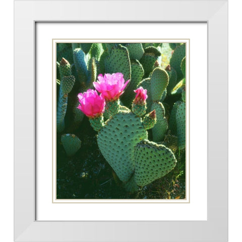 California, Anza-Borrego Desert Beavertail Cacti White Modern Wood Framed Art Print with Double Matting by Talbot Frank, Christopher