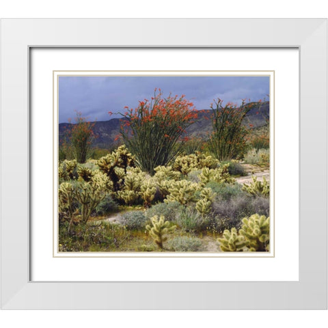 CA, Anza-Borrego Blooming Ocotillo and Cholla White Modern Wood Framed Art Print with Double Matting by Talbot Frank, Christopher