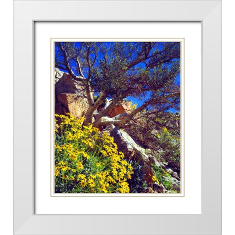 CA, Anza-Borrego Brittlebush and Elephant Tree White Modern Wood Framed Art Print with Double Matting by Talbot Frank, Christopher