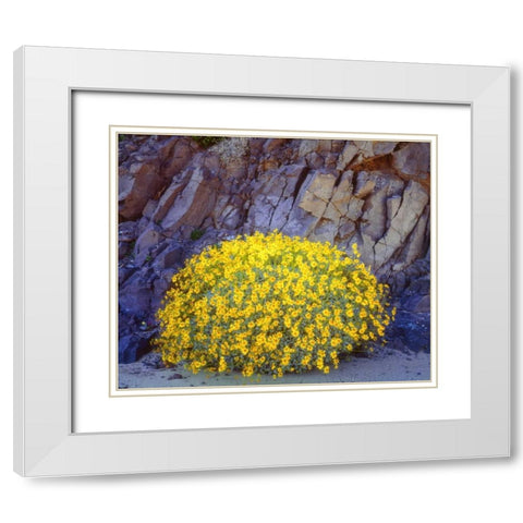 California, Anza-Borrego Brittlebush flowers White Modern Wood Framed Art Print with Double Matting by Talbot Frank, Christopher