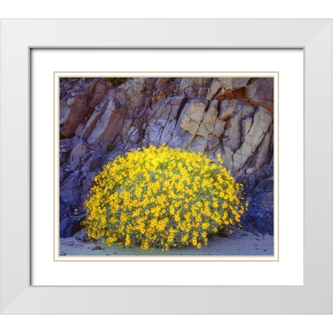 California, Anza-Borrego Brittlebush flowers White Modern Wood Framed Art Print with Double Matting by Talbot Frank, Christopher