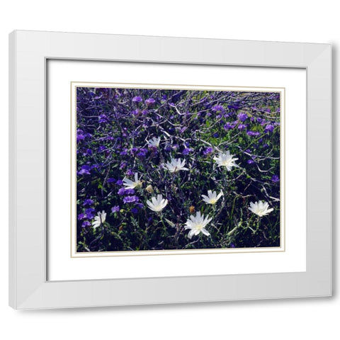 CA, Anza-Borrego Chicory and Phacelia flowers White Modern Wood Framed Art Print with Double Matting by Talbot Frank, Christopher