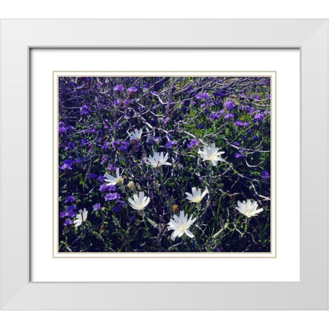 CA, Anza-Borrego Chicory and Phacelia flowers White Modern Wood Framed Art Print with Double Matting by Talbot Frank, Christopher
