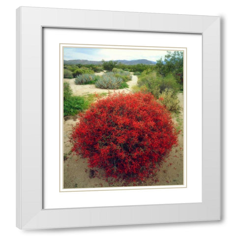 California, Anza-Borrego Chuparosa flowers White Modern Wood Framed Art Print with Double Matting by Talbot Frank, Christopher