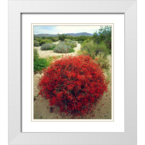 California, Anza-Borrego Chuparosa flowers White Modern Wood Framed Art Print with Double Matting by Talbot Frank, Christopher