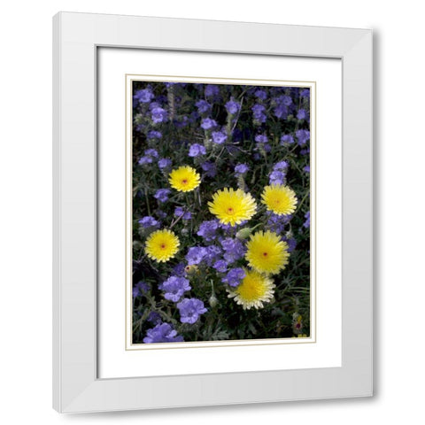 CA, Anza-Borrego Desert Dandelion and Phacelia White Modern Wood Framed Art Print with Double Matting by Talbot Frank, Christopher
