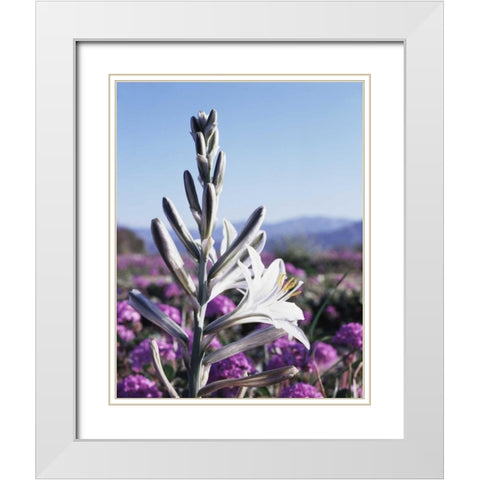 CA, Anza-Borrego Desert Lily and San Verbena White Modern Wood Framed Art Print with Double Matting by Talbot Frank, Christopher