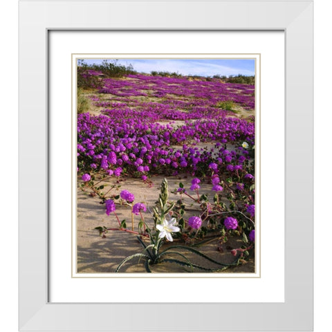 CA, Anza-Borrego Desert Lily and Sand Verbena White Modern Wood Framed Art Print with Double Matting by Talbot Frank, Christopher