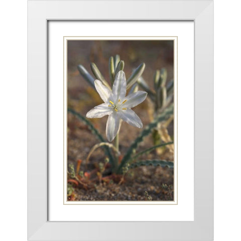 California, Anza-Borrego Desert Lily flowers White Modern Wood Framed Art Print with Double Matting by Talbot Frank, Christopher