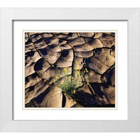 CA, Anza-Borrego Desert Poppy in cracked mud White Modern Wood Framed Art Print with Double Matting by Talbot Frank, Christopher