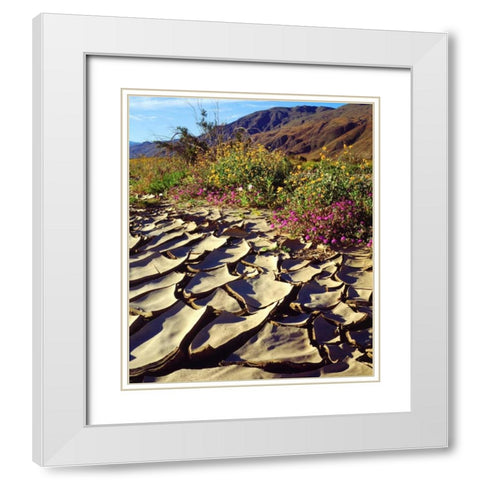CA, Anza-Borrego Desert Poppy in cracked mud White Modern Wood Framed Art Print with Double Matting by Talbot Frank, Christopher