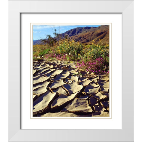CA, Anza-Borrego Desert Poppy in cracked mud White Modern Wood Framed Art Print with Double Matting by Talbot Frank, Christopher
