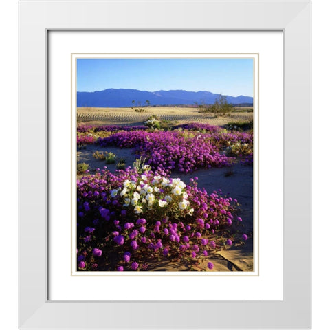 California, Anza-Borrego Desert Desert Poppies White Modern Wood Framed Art Print with Double Matting by Talbot Frank, Christopher