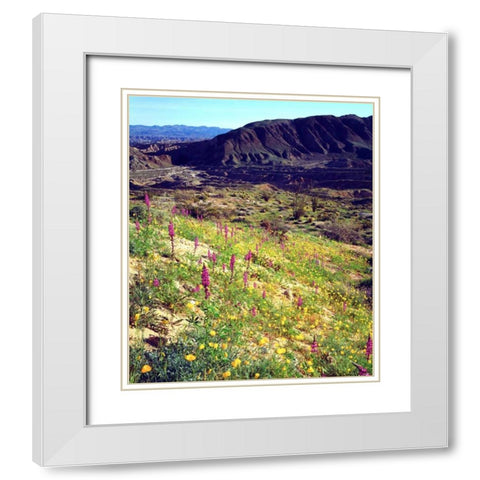California, Anza-Borrego Desert Desert Poppies White Modern Wood Framed Art Print with Double Matting by Talbot Frank, Christopher