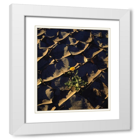 CA, Anza-Borrego Desert Sunflower in Cracked Mud White Modern Wood Framed Art Print with Double Matting by Talbot Frank, Christopher