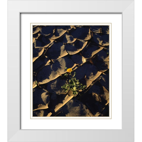 CA, Anza-Borrego Desert Sunflower in Cracked Mud White Modern Wood Framed Art Print with Double Matting by Talbot Frank, Christopher
