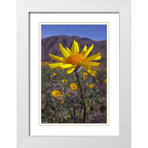 California, Anza-Borrego Desert Sunflowers White Modern Wood Framed Art Print with Double Matting by Talbot Frank, Christopher