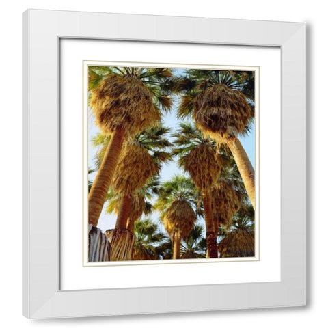 California, Anza-Borrego Desert Fan Palm trees White Modern Wood Framed Art Print with Double Matting by Talbot Frank, Christopher