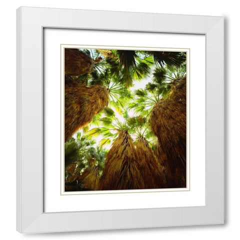 California, Anza-Borrego Desert Fan Palm trees White Modern Wood Framed Art Print with Double Matting by Talbot Frank, Christopher
