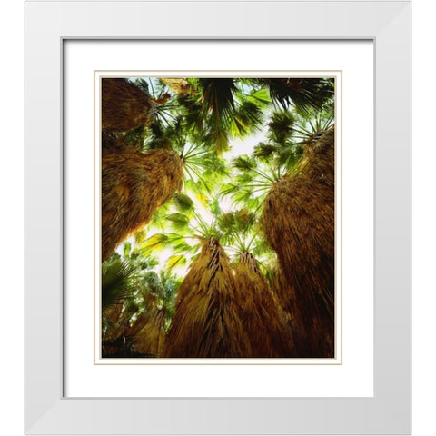 California, Anza-Borrego Desert Fan Palm trees White Modern Wood Framed Art Print with Double Matting by Talbot Frank, Christopher