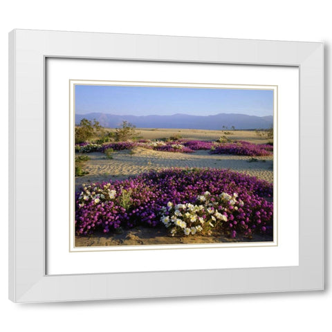 California, Anza-Borrego Desert Desert flowers White Modern Wood Framed Art Print with Double Matting by Talbot Frank, Christopher