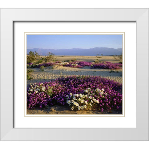 California, Anza-Borrego Desert Desert flowers White Modern Wood Framed Art Print with Double Matting by Talbot Frank, Christopher