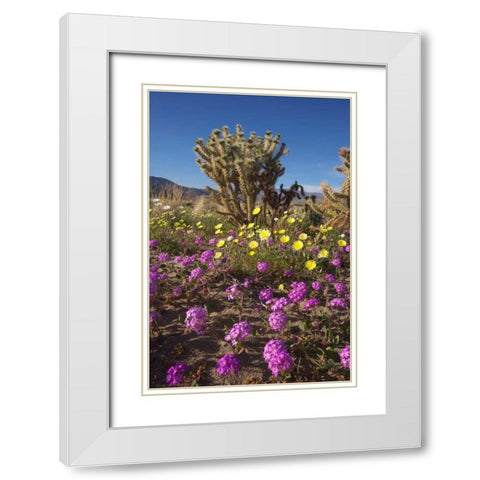 CA, Anza-Borrego Sand Verbena and Cholla Cacti White Modern Wood Framed Art Print with Double Matting by Talbot Frank, Christopher