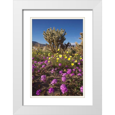 CA, Anza-Borrego Sand Verbena and Cholla Cacti White Modern Wood Framed Art Print with Double Matting by Talbot Frank, Christopher