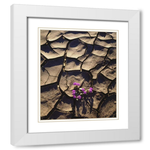 California, Anza-Borrego Desert Sand Verbena White Modern Wood Framed Art Print with Double Matting by Talbot Frank, Christopher