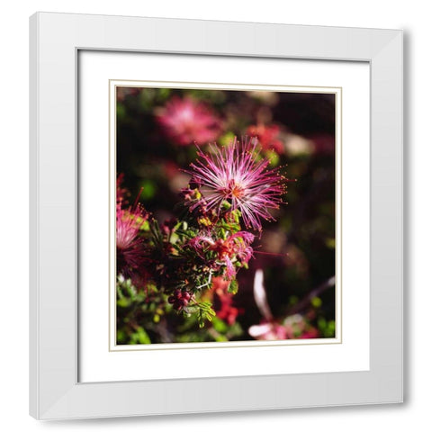 California, Anza-Borrego Desert SP Wildflower White Modern Wood Framed Art Print with Double Matting by Talbot Frank, Christopher