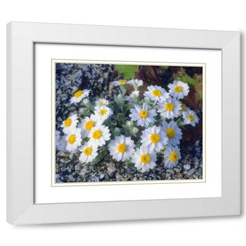 California, Anza-Borrego Desert Woolly Daisy White Modern Wood Framed Art Print with Double Matting by Talbot Frank, Christopher