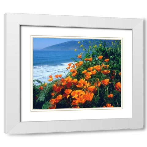 CA, California Poppies along the Pacific Coast White Modern Wood Framed Art Print with Double Matting by Talbot Frank, Christopher
