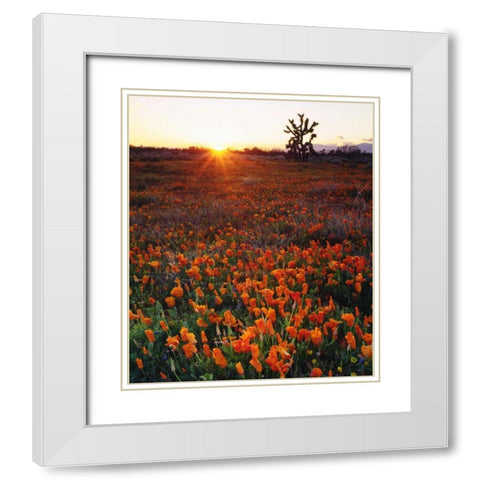 CA, California Poppies and a Joshua Tree White Modern Wood Framed Art Print with Double Matting by Talbot Frank, Christopher
