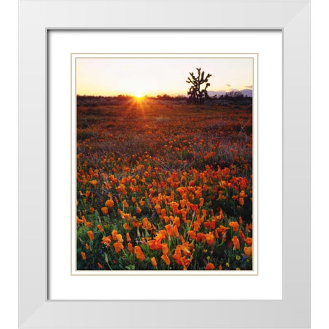 CA, California Poppies and a Joshua Tree White Modern Wood Framed Art Print with Double Matting by Talbot Frank, Christopher