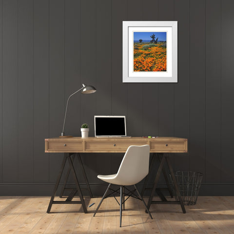 CA, California Poppies and a Joshua Tree White Modern Wood Framed Art Print with Double Matting by Talbot Frank, Christopher
