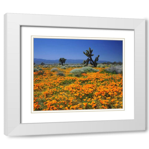 CA, California Poppies and the Joshua Trees White Modern Wood Framed Art Print with Double Matting by Talbot Frank, Christopher