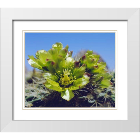 CA, Cholla Cactus flowers in Valley of the Moon White Modern Wood Framed Art Print with Double Matting by Talbot Frank, Christopher