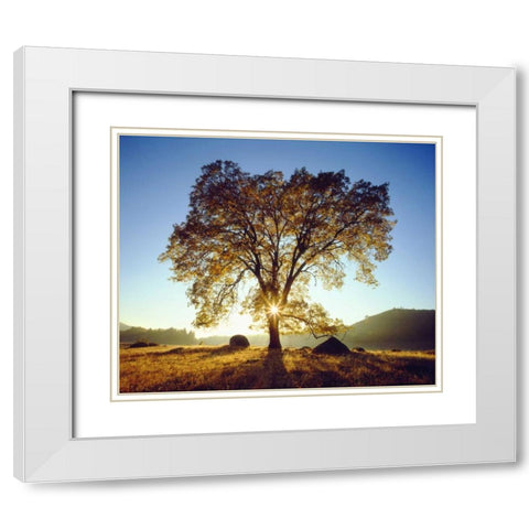 California, Cleveland NF Black Oak Trees, Autumn White Modern Wood Framed Art Print with Double Matting by Talbot Frank, Christopher