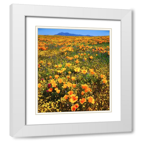 CA, Cleveland NF California poppies cover a hill White Modern Wood Framed Art Print with Double Matting by Talbot Frank, Christopher